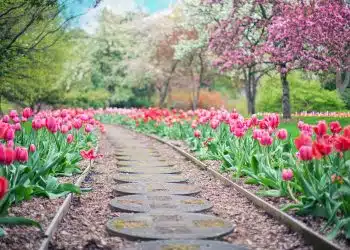 pathway, path, pink tulips