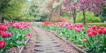pathway, path, pink tulips