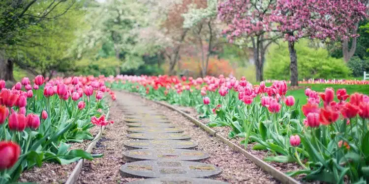 pathway, path, pink tulips