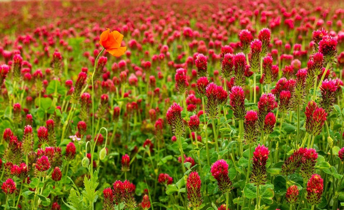 jardin florissant