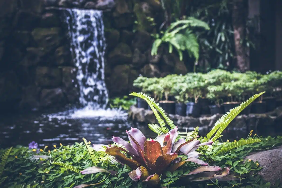 bassin jardin