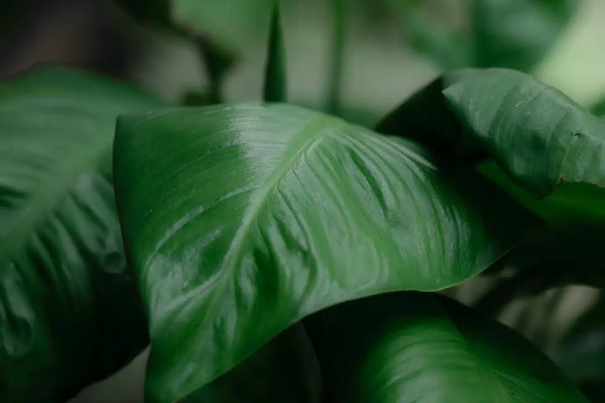 plantes locales