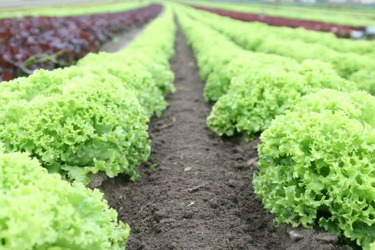 potager légumes