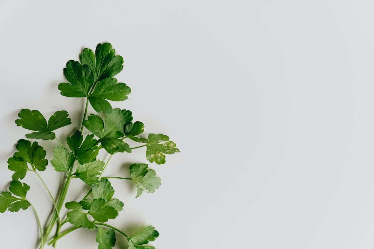 herbes aromatiques