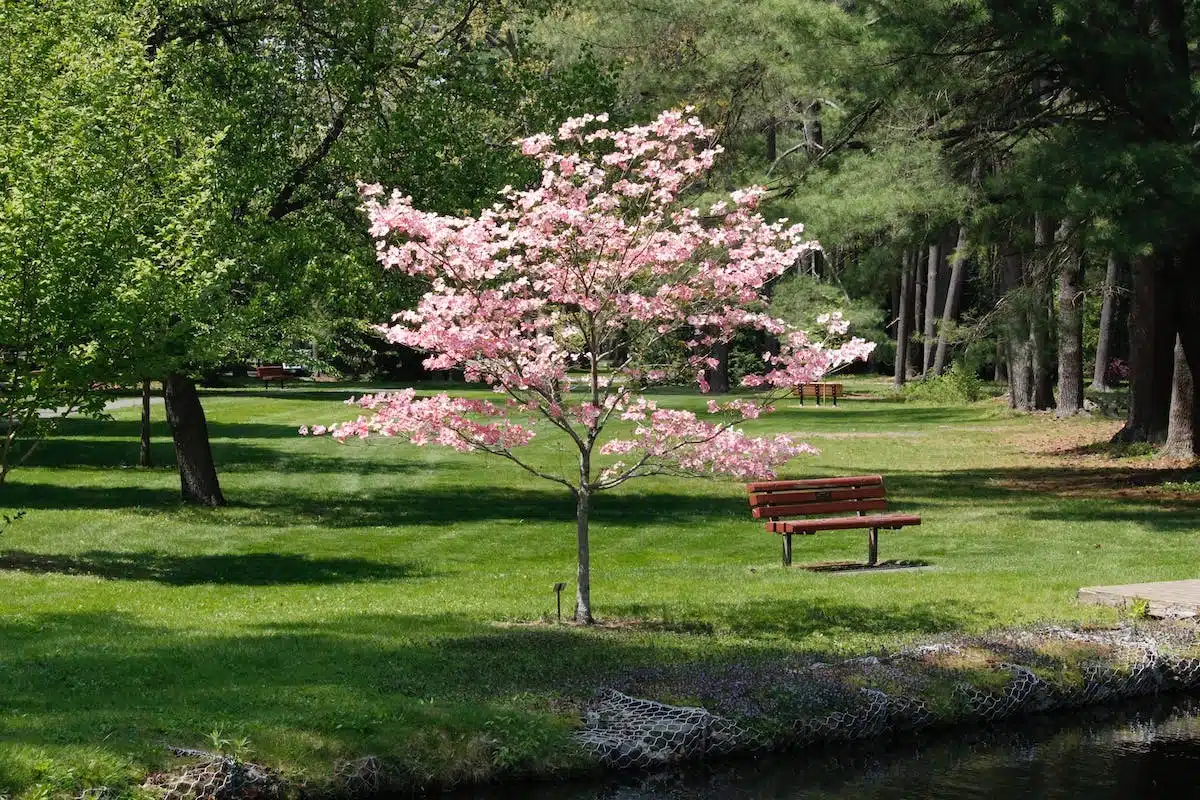 taille arbres
