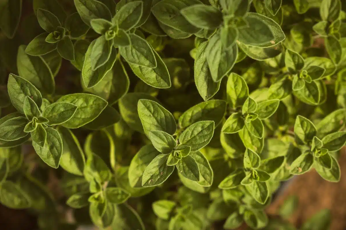 plantes aromatiques