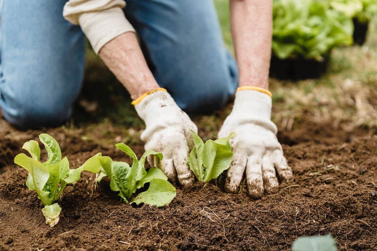 potager  réduit