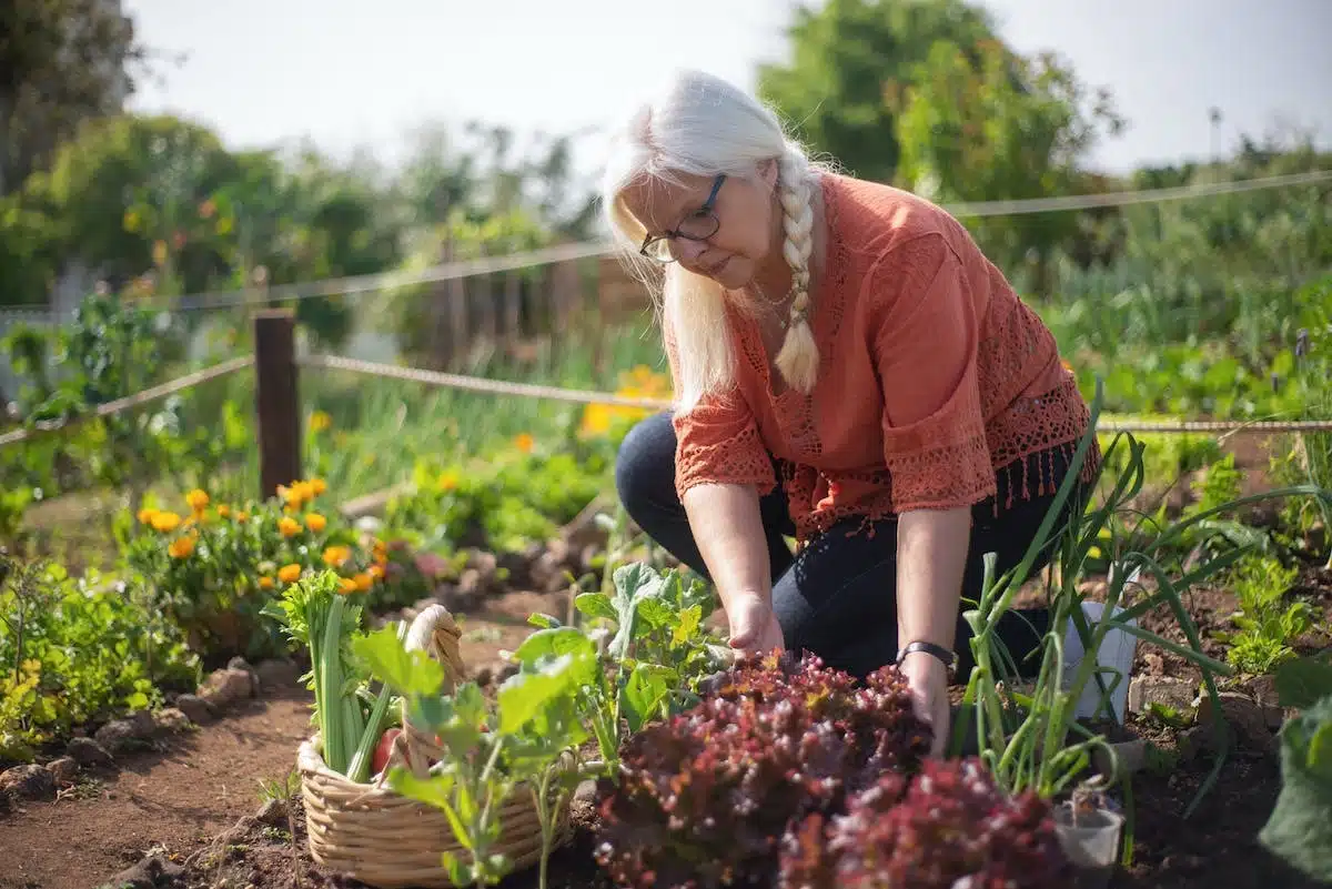 potager optimisé