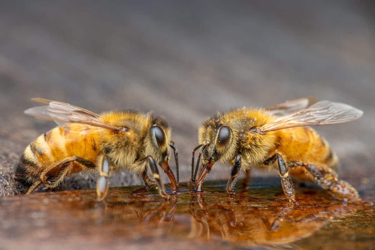 abeilles  jardin
