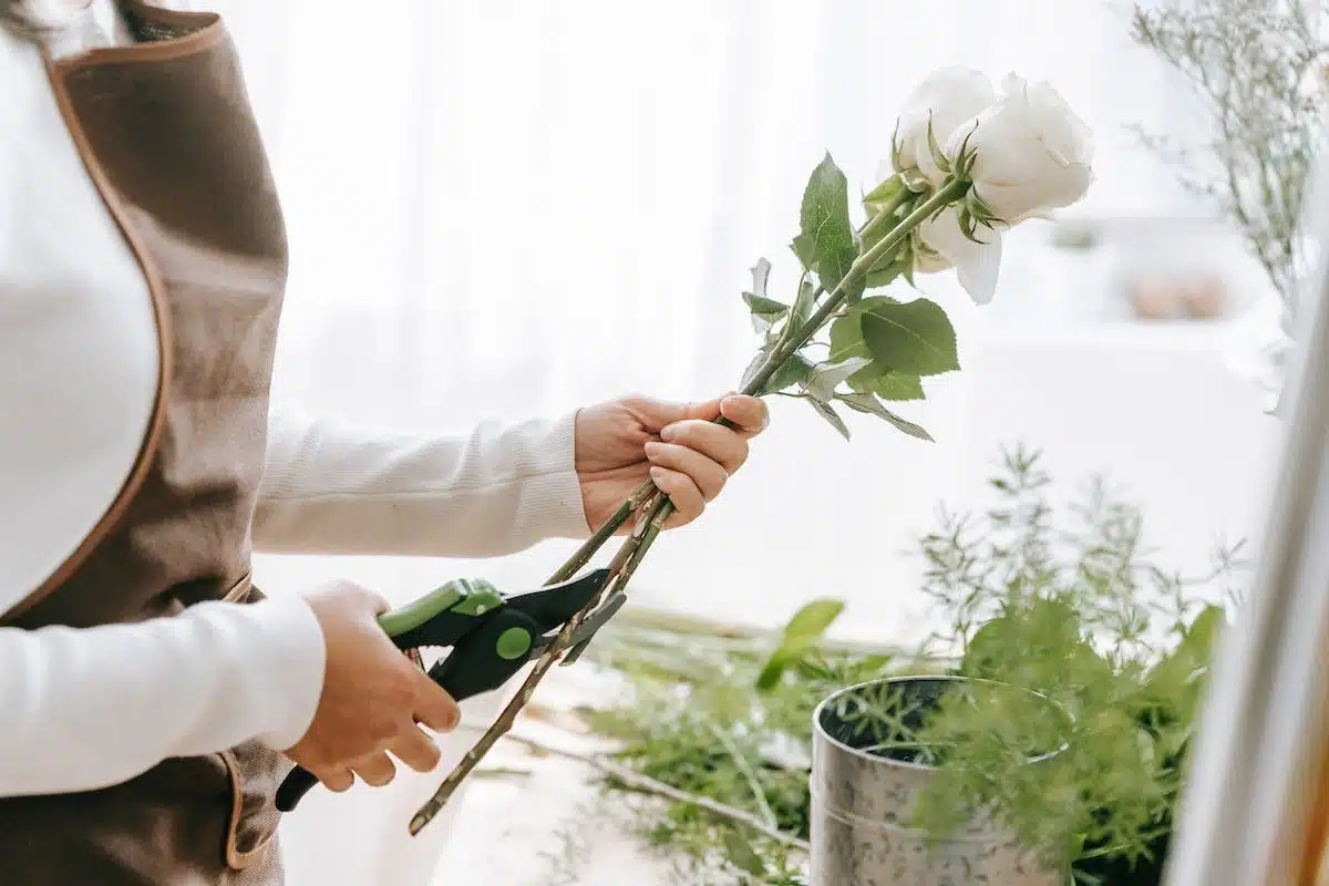 bouturage fleurs