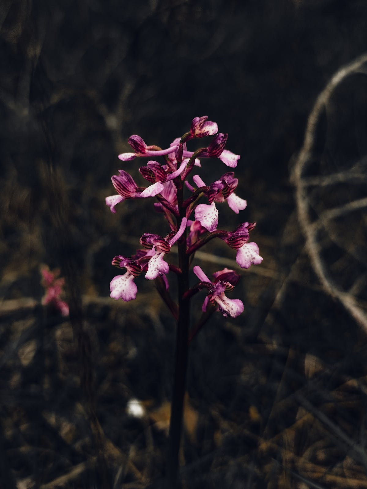 fleurs rares