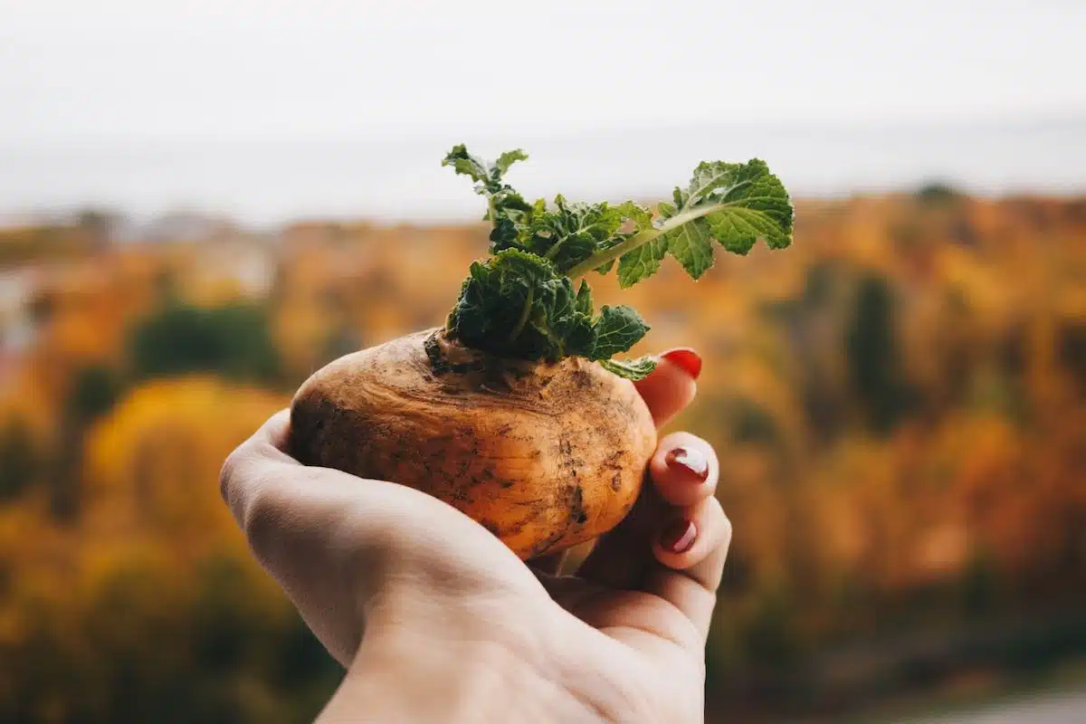 potager optimisé