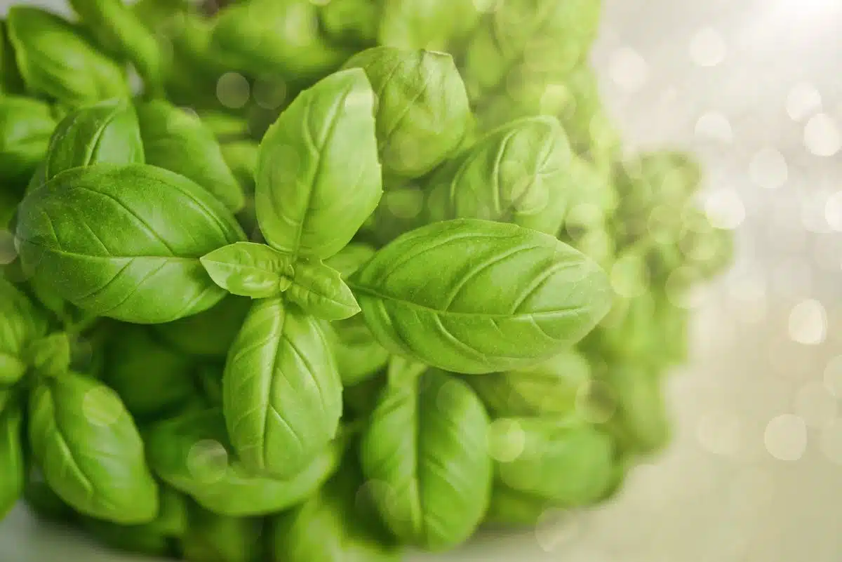 herbes aromatiques