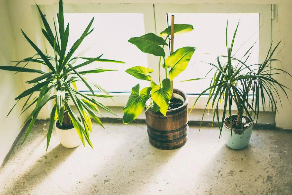 plantes intérieur