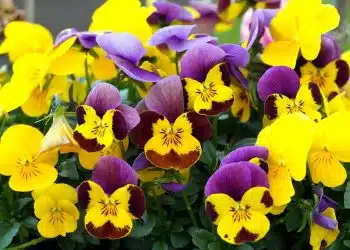 flower, pansy, field