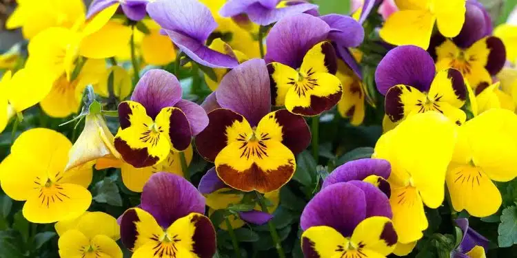 flower, pansy, field