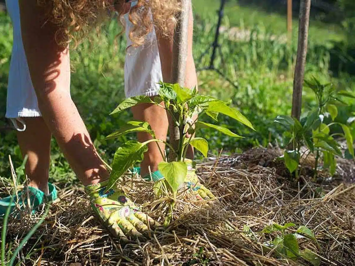 Comment créer des jardins écologiques
