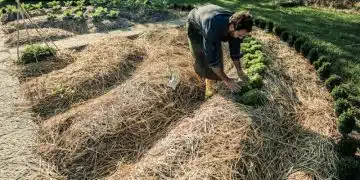 Comment créer des jardins écologiques