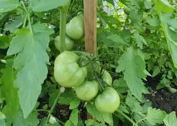 Pucerons des tomates quel traitement pour s'en débarrasser