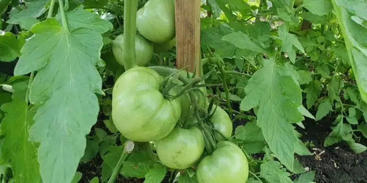 Pucerons des tomates quel traitement pour s'en débarrasser