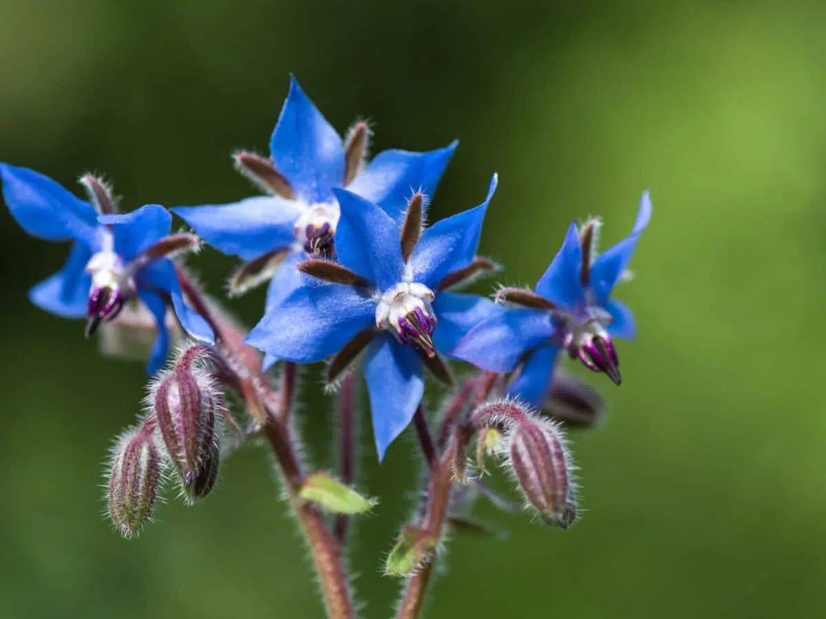 les fleurs que l’on peut manger