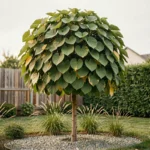 Catalpa boule adulte dans un jardin résidentiel avec feuillage vert dense et canopée sphérique bien formée