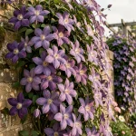 Clématite en pleine floraison sur un mur de pierre exposé au soleil avec fleurs violet intense et étamines crème