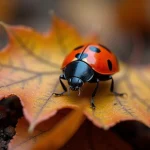 Coccinelle noire à points rouges posée sur une feuille d'automne aux tons roux et dorés