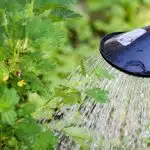 Comment faire pousser vos plantes rapidement et sainement