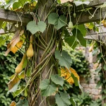 Tiges grimpantes de cucurbitacées s'enroulant autour d'un treillis en bois dans un jardin botanique, avec jeunes courges et vrilles en gros plan