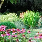 fleurs