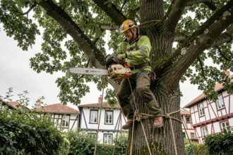 Élagueur professionnel en train d'élaguer un grand chêne dans un jardin urbain de Bayonne avec harnais et casque de sécurité