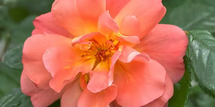 pink flower in tilt shift lens