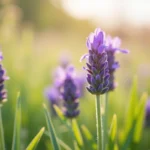 Gros plan sur des fleurs mauves sauvages dans une prairie au printemps, montrant les détails des pétales et des tiges