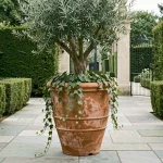 Grand pot de fleur extérieur en terre cuite de 100 cm avec olivier placé en entrée d'allée élégante pavée