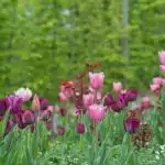 planter des bulbes de fleurs