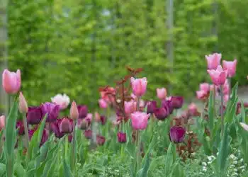 planter des bulbes de fleurs