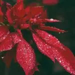 red petaled flower