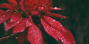 red petaled flower
