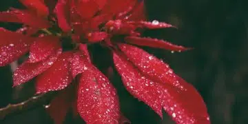 red petaled flower