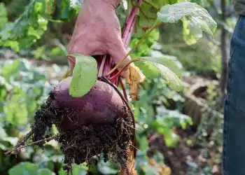 person holding green leaf plant