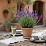 Pot de lavande en fleur posé sur une table de jardin en bois pour repousser les mouches naturellement