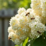 Lilas du Japon en fleurs avec des abeilles butineuses récoltant le nectar sur les panicules blanches