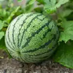 graine de pastèque