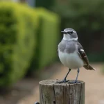 Petit oiseau gris et blanc perché sur un piquet de clôture en bois dans un jardin, portrait ornithologique naturaliste