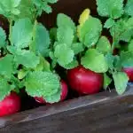 Planter des radis pendant 18 jours