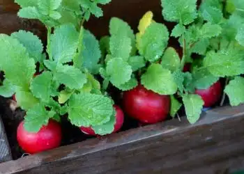 Planter des radis pendant 18 jours