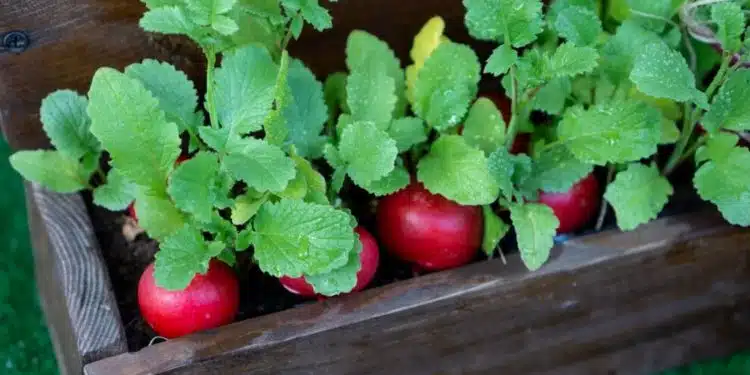 Planter des radis pendant 18 jours