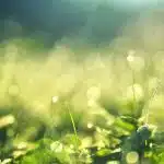 Quel est l’intérêt d’un pluviomètre pour le jardiner ?