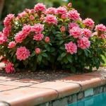 Racines de laurier rose endommageant le bord carrelé d'une piscine résidentielle avec fissures visibles